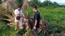 Ratusan Batang Sawit dan Kelapa Warga Abdya Dirusak, YLBH-AKA Desak Penegak Hukum Bertindak