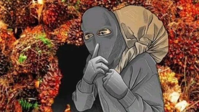 Pencurian TBS Sawit Marak di Lhok Gayo, Petani Desak Polres Abdya Turun Tangan