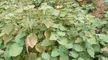 Petani Nilam di Abdya Keluhkan Penyakit "Matee Tumboen" Serang Tanaman Usia 3 Bulan